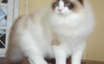 ragdoll_from_gatil_ragbelas