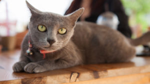 Cat Thailand / Korat cat, Beauty cat, grey wool.