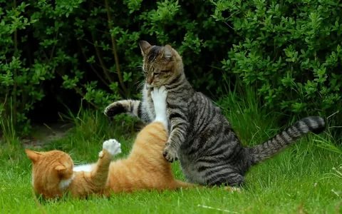 Жизнь и поведение уличных кошек — Psychocats.ru