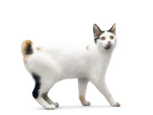 BOBTAIL JAPONAIS, JAPANESE BOBTAIL